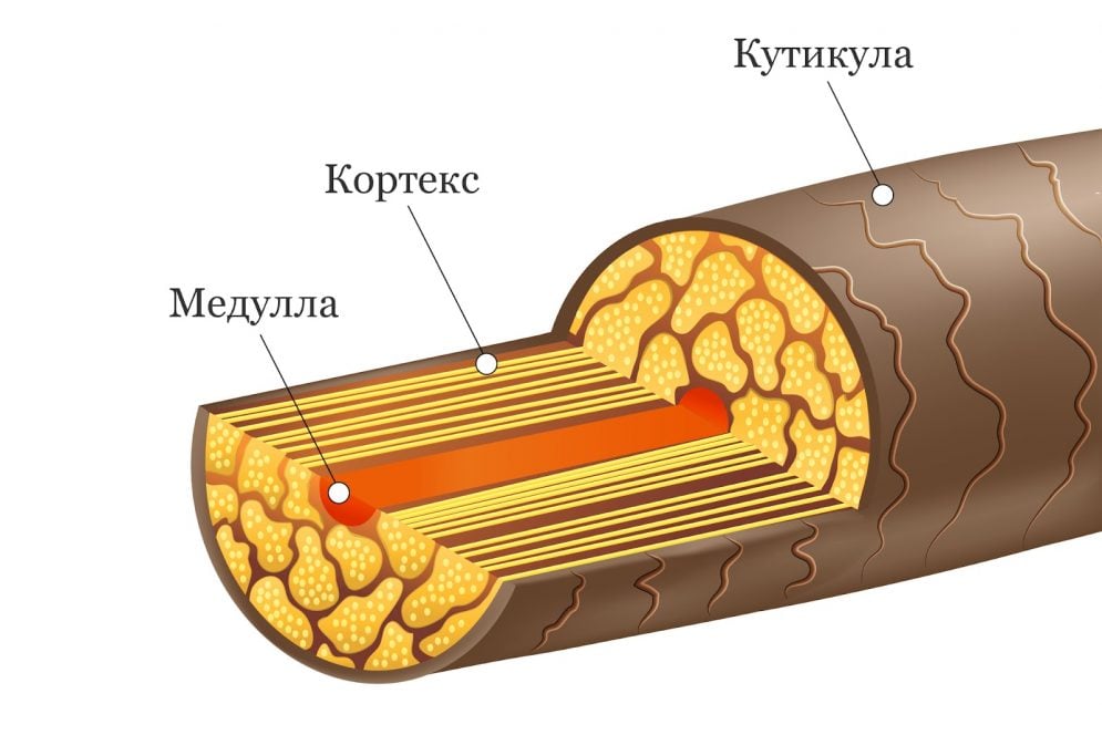 Строение волоса